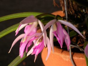 Leptotes_pohlitinocoi_42