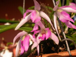Leptotes_pohlitinocoi_44