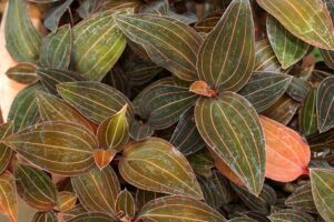 ludisia-discolor-ejemplar