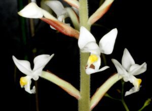 Ludisia_discolor_Orchi_1032