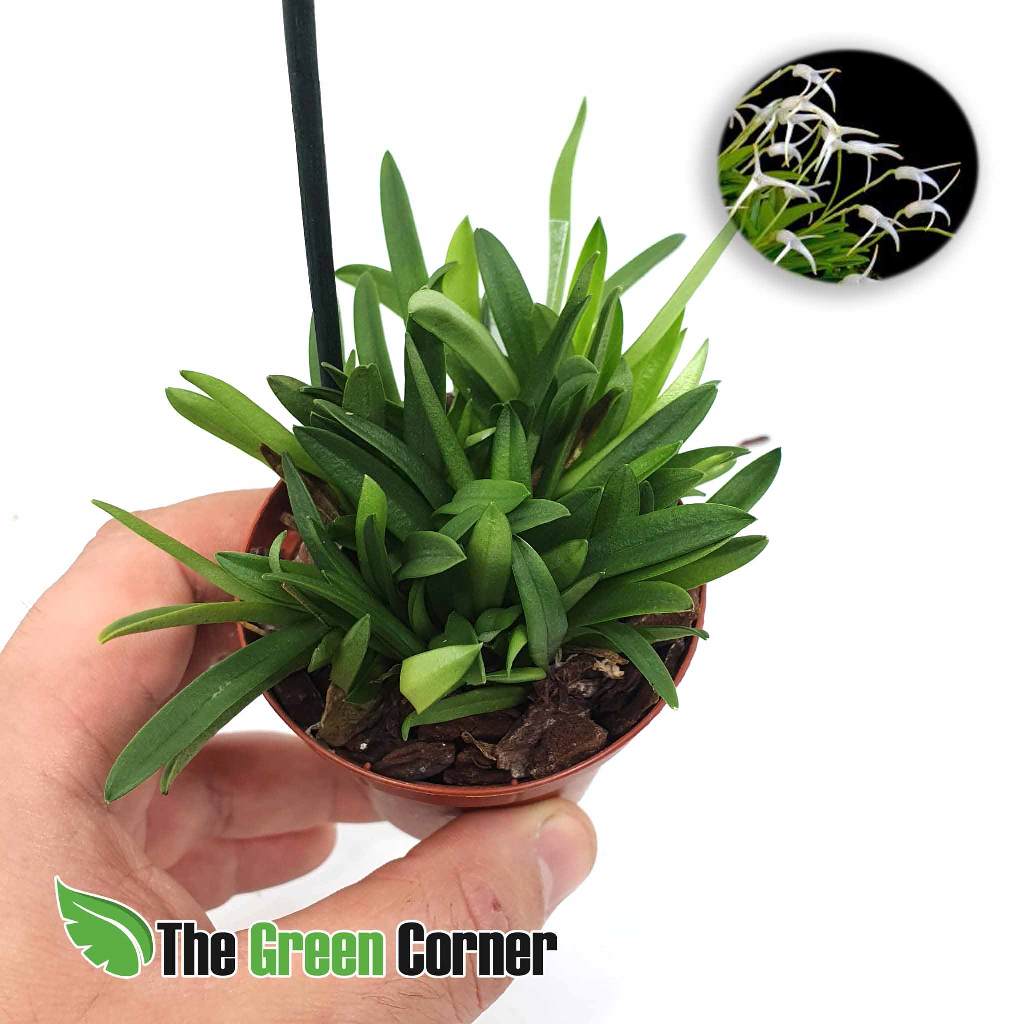 Masdevallia minuta: Ejemplares muy tupidos