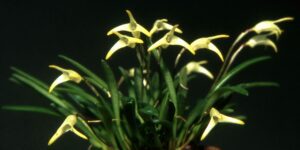 Masdevallia_minuta_Orchi_001