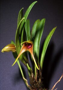 Masdevallia_peristeria_Orchi_003