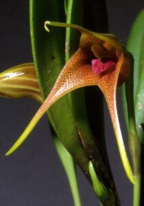 Masdevallia_peristeria_Orchi_005