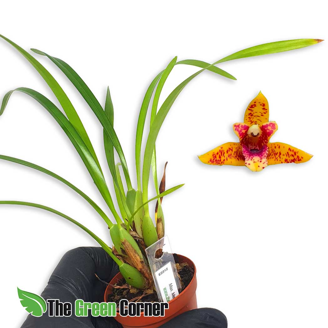 Maxillaria Mem. Ben Berliner
