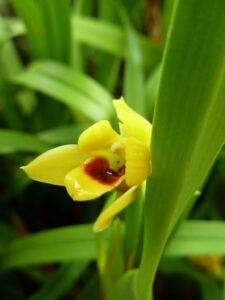 Maxillaria variabilis-flor