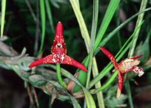 Maxillaria_tenuifolia