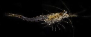 Mysis_relicta.