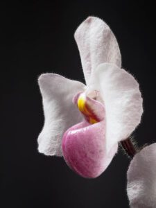 Paphiopedilum delenatii 'Full Moon' x 'Purple Lantern'
