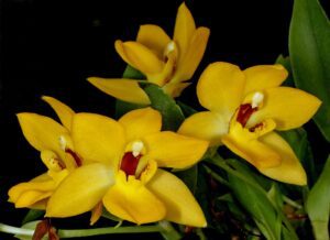 Promenaea_xanthina_Orchi_0003