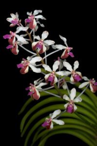 Vanda-lamellata-flor