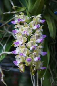 aerides-houlletiana