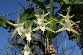 angraecum-sesquipedale-ejemplar