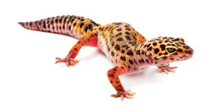 animal-leopard-gecko