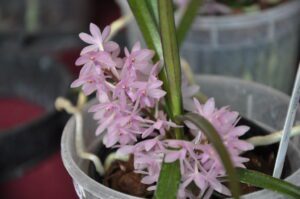Ascocentrum-pusillum-flores