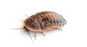 blaptica-dubia