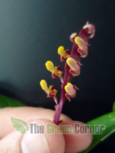 bulbophyllum-falcatum-nuestro