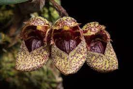 bulbophyllum-frostii