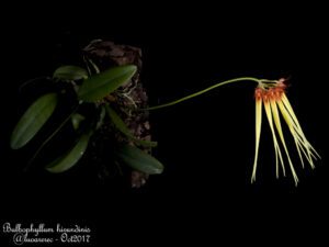 bulbophyllum-hirundinis