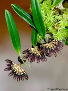 bulbophyllum-retusum