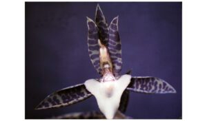 catasetum-deltoideum-p