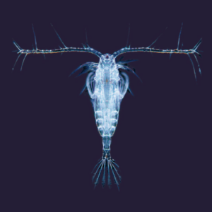 copepodos-cyclops