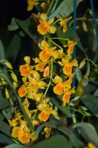 dendrobium-crysotoxum-ejemplar