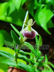 epidendrum-porpax-nuestra