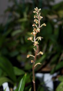flor-macodes-petola