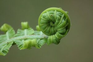 helecho-pteris