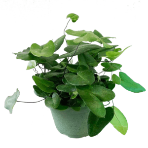 hemionintis-arifolia