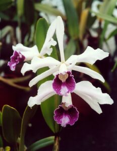 laelia-purpurata-flor