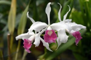 laelia-purpurata-flores