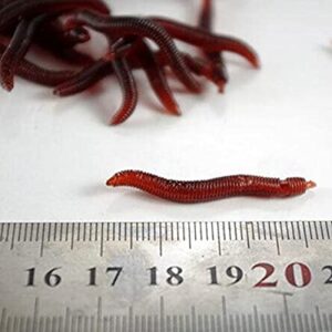larva-bloodworm