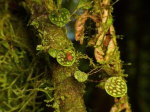 lepanthes-calodyction-naturaleza