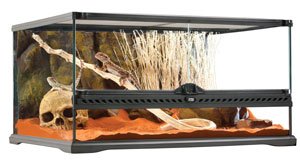 kit-terrario-para-pogona