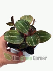 ludisia-discolor-nuestra