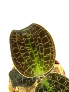 macodes lowii2