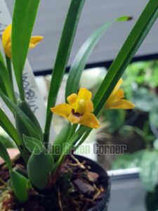 maxillaria-variabilis-nuesrtra