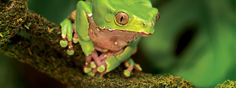 rana-arboricola