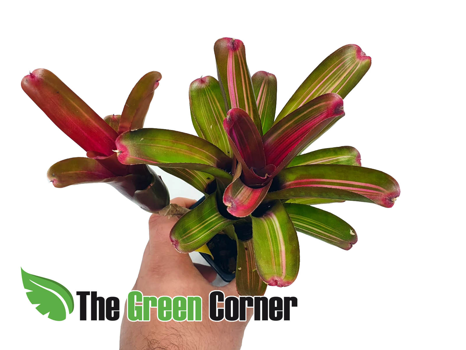 🌿 Bromelias: un universo de colores y formas para todos los gustos