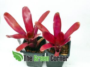 Neoregelia Super Fireball. especie de la familia de las Bromelias