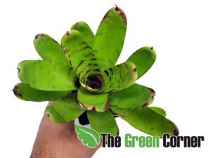Neoregelia Tropical Storn. especie de la familia de las Bromelias