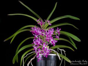 neostylis-pinky