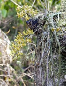 orquidea-en-la-naturaleza