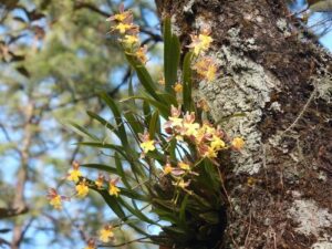 orquidea-en-tronco
