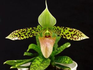 paphiopedilum-hibrido-flor