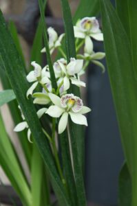 prosthechea-radiata-ejemplar