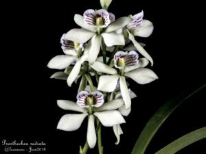 prosthechea -radiata-flor