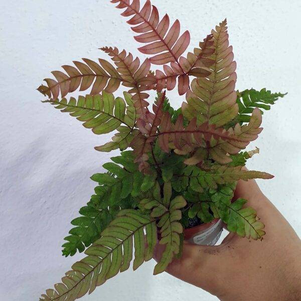 Helecho Pteris: Helechos de diversas formas y tamaños especialmente apropiados para su uso en terrarios tropicales.